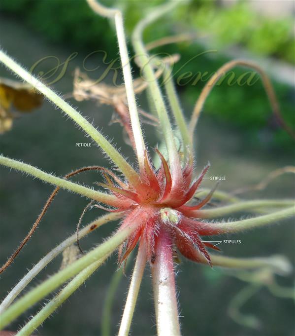  Stipules